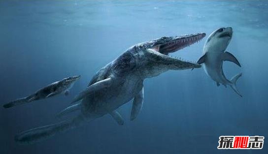 史前第一可怕巨兽, 龙王鲸vs巨齿鲨谁才是最厉害的?
