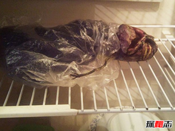 俄罗斯女孩用冰箱保存2年处星人尸体(长60厘米)