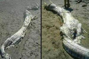 九八年洪水洞庭湖龙尸现身，1998年的龙尸图片曝光震惊众人