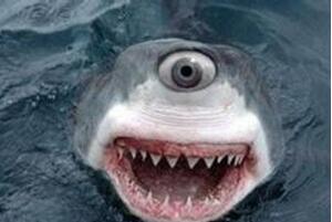 美国罕见的独眼鲨鱼，先天性缺陷所致还患有白化病