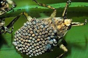 世界上最凶残的昆虫田鳖，专咬人脚趾头（能使人体融化）