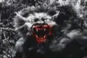 美国神秘生物布雷路怪兽，实则嗜血吃人肉的史前巨狼